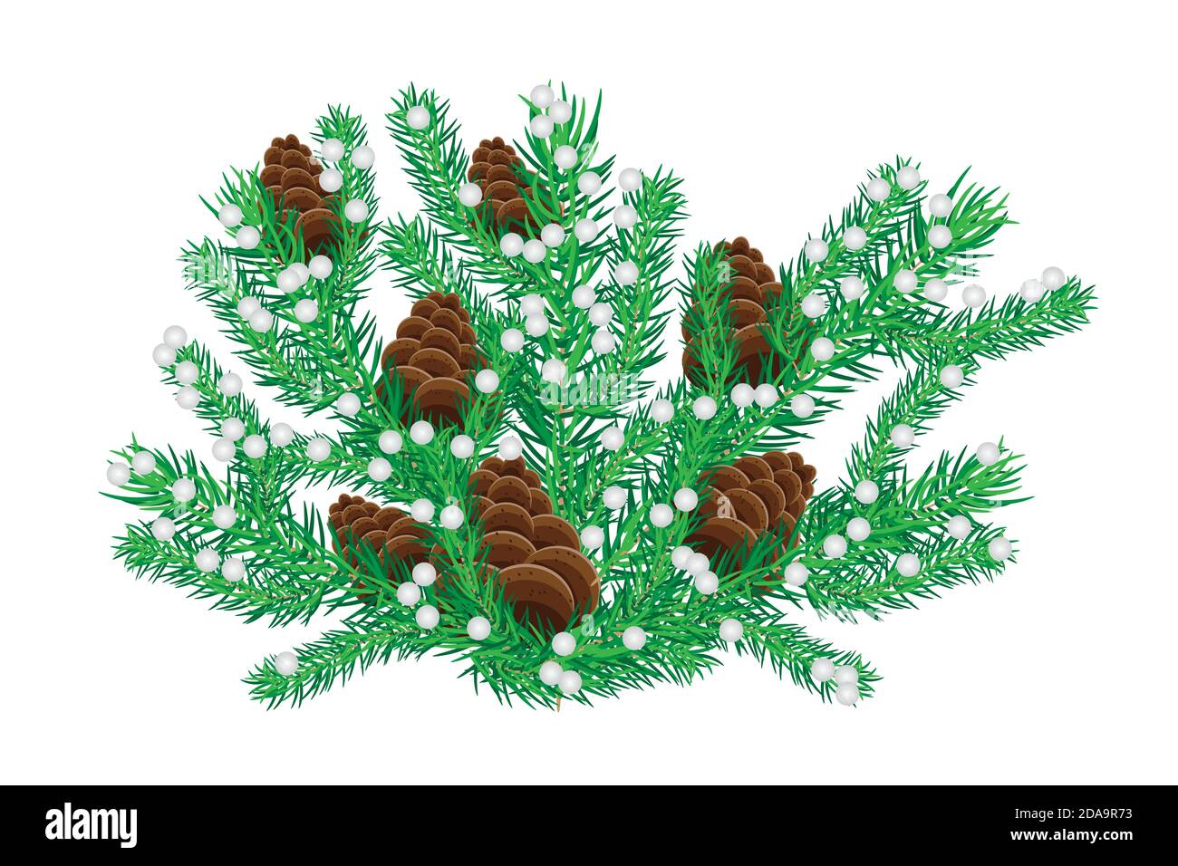 Ramo di abete con cono isolato su fondo bianco. Albero di Natale ramoscelli. Decorazioni invernali. Rametto di abete rosso con pinecones e neve. Illustrazione vettoriale stock Illustrazione Vettoriale