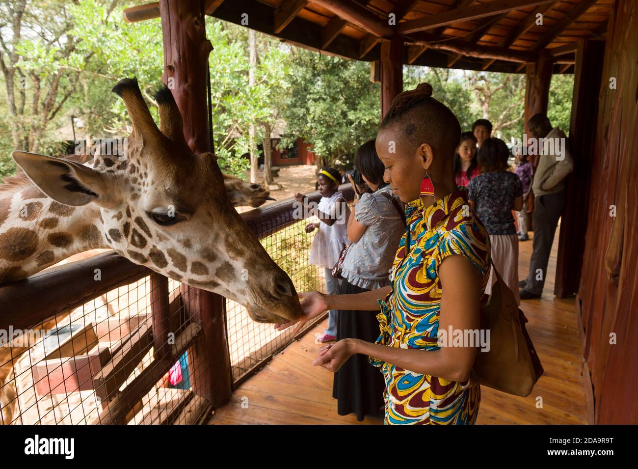 I visitatori nutrono una giraffa Rothschild in via di estinzione al Giraffe Center, Nairobi, Kenya. Il centro è gestito da African Fund for Endangered Wildlife (A. Foto Stock