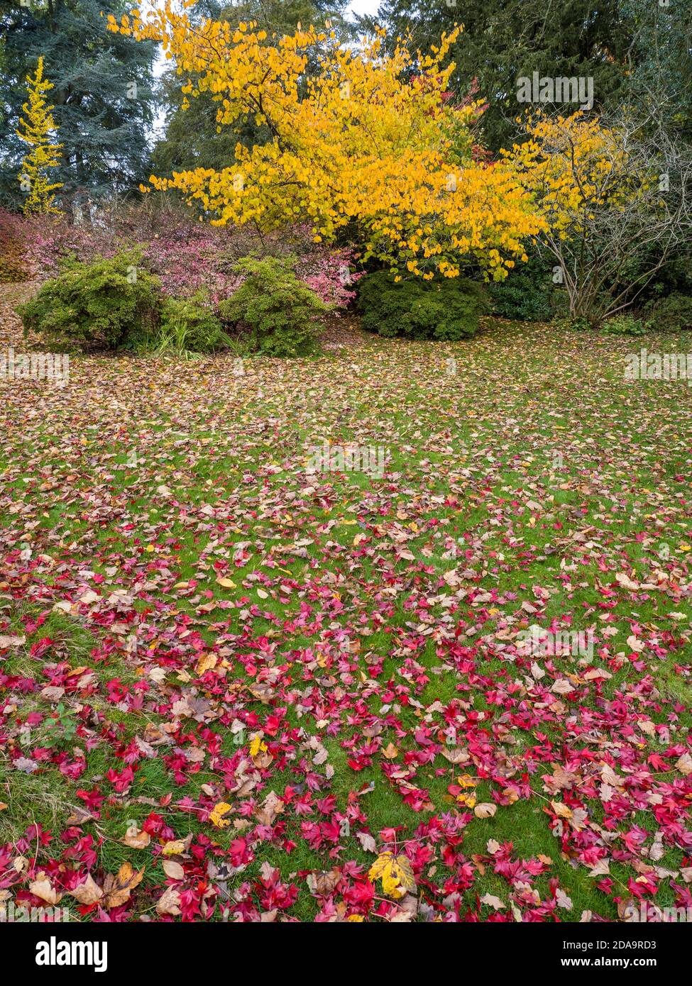 Red Leaves Yellow Tree, Englefield Estate Gardens, Englefield House, Thale, Reading, Berkshire, Inghilterra, UK, GB. Foto Stock