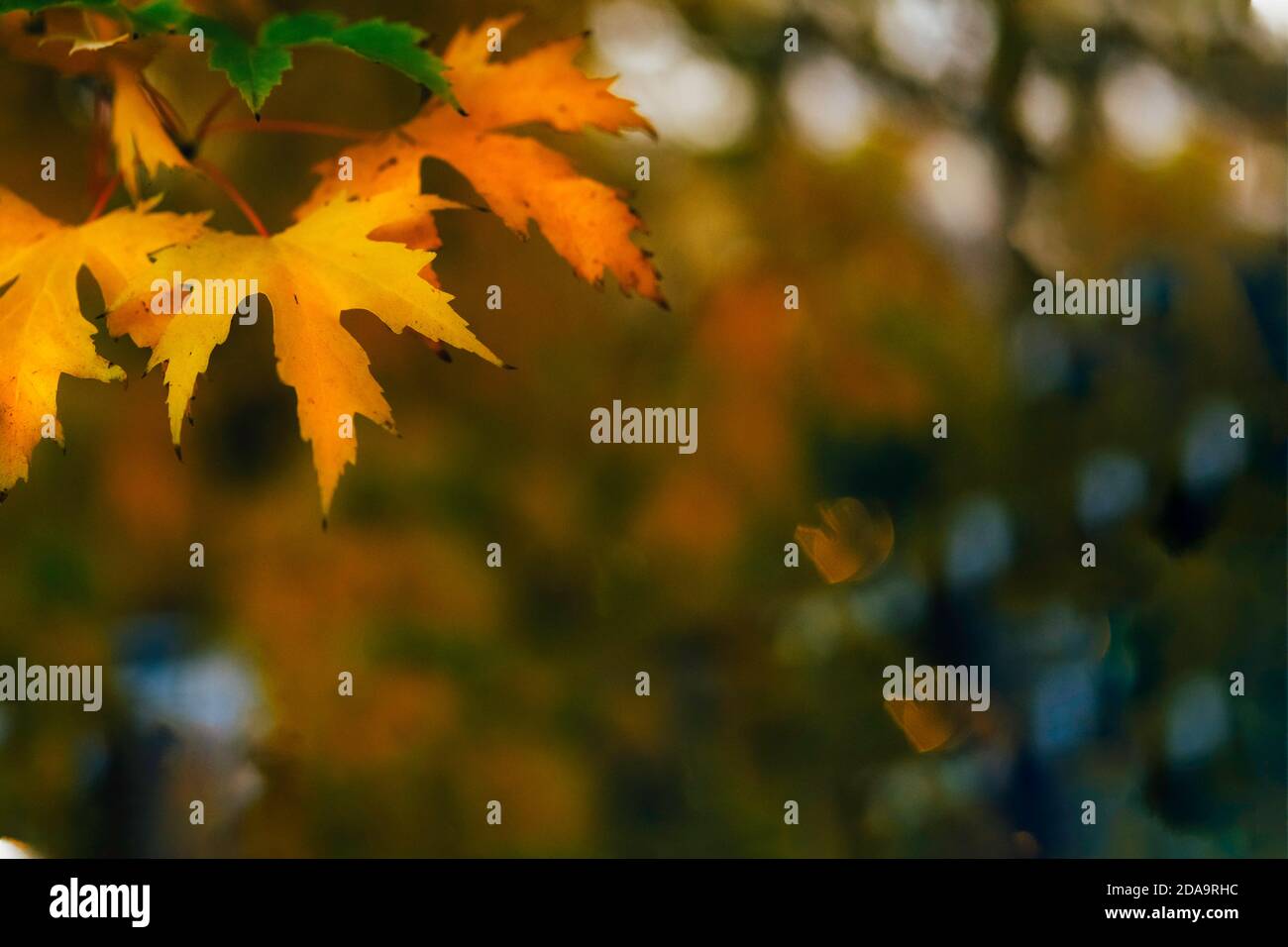 Colorato giallo acero autunno sfondo di foglie caduti autunno. Posiziona per il testo. Foto Stock