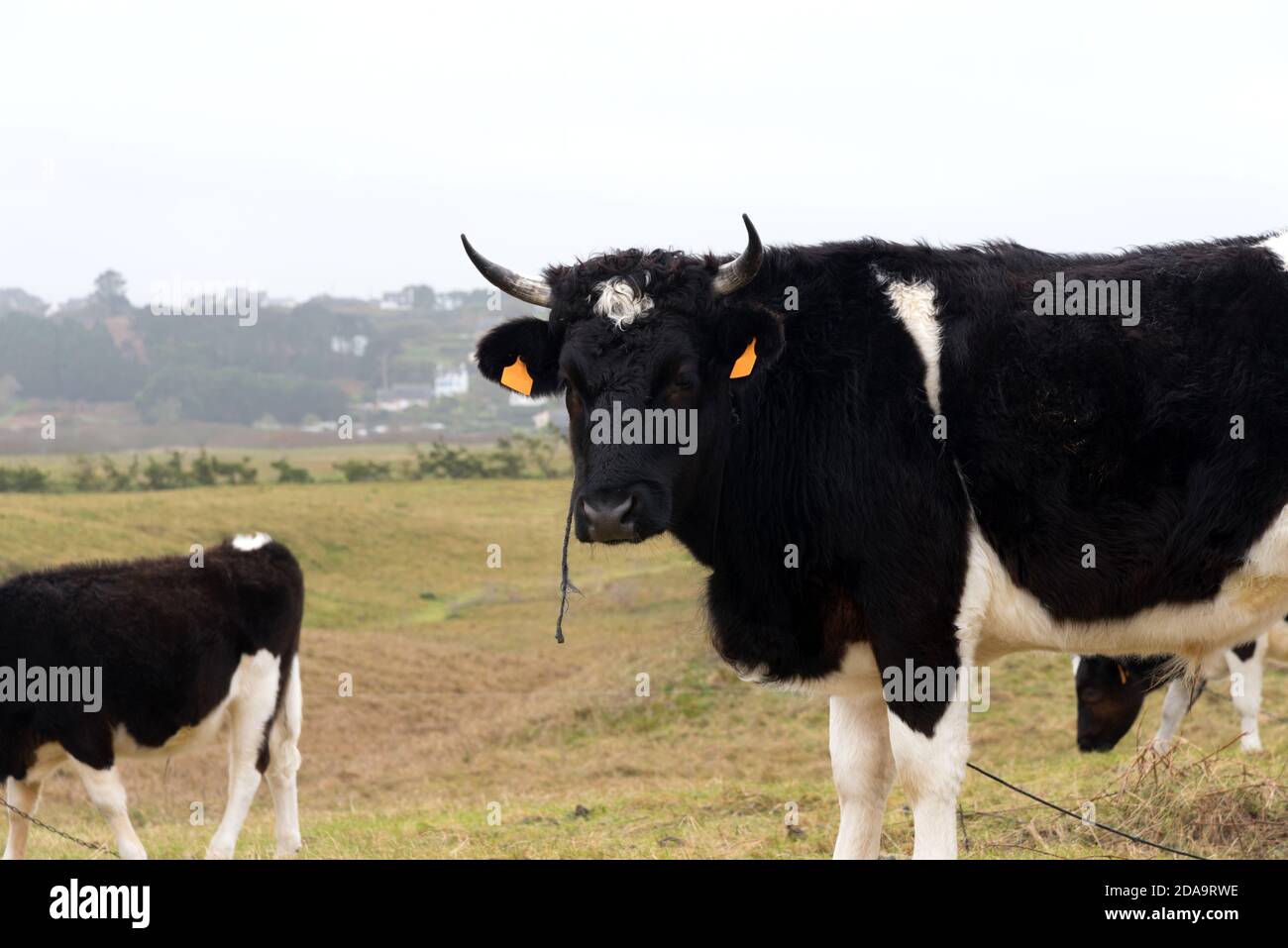 Le mucche in un prato Foto Stock