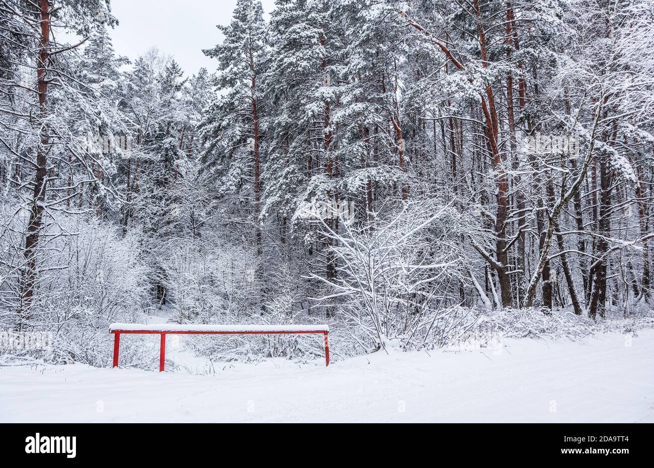 Inverno bella foresta con alberi innevati. А sacco di rametti sottili coperte di neve bianca Foto Stock
