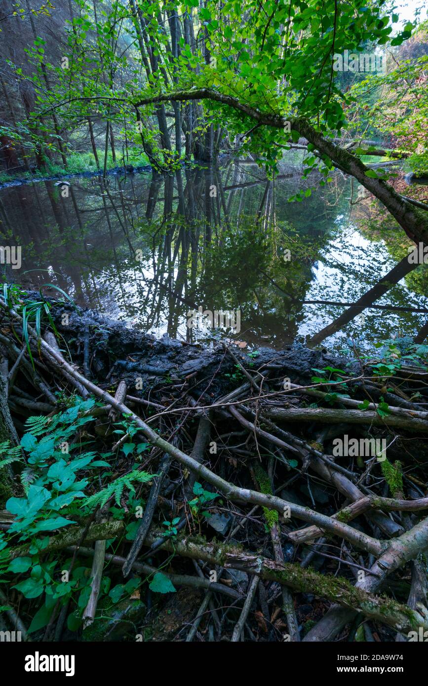 Diga di fiume, reintroduzione di Beaver, fiume di Rur, territorio di Eifel del nord, regione di Eifel, Germania, Europa Foto Stock