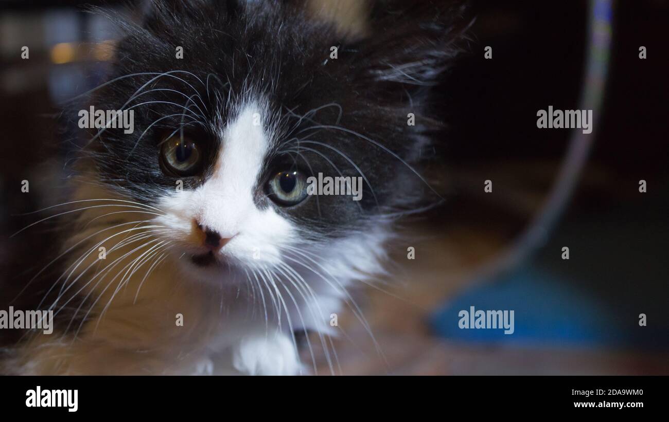 Un piccolo gattino bianco e nero dall'occhio blu sta guardando la macchina fotografica. Primo piano di un simpatico muso di gattino. Foto Stock
