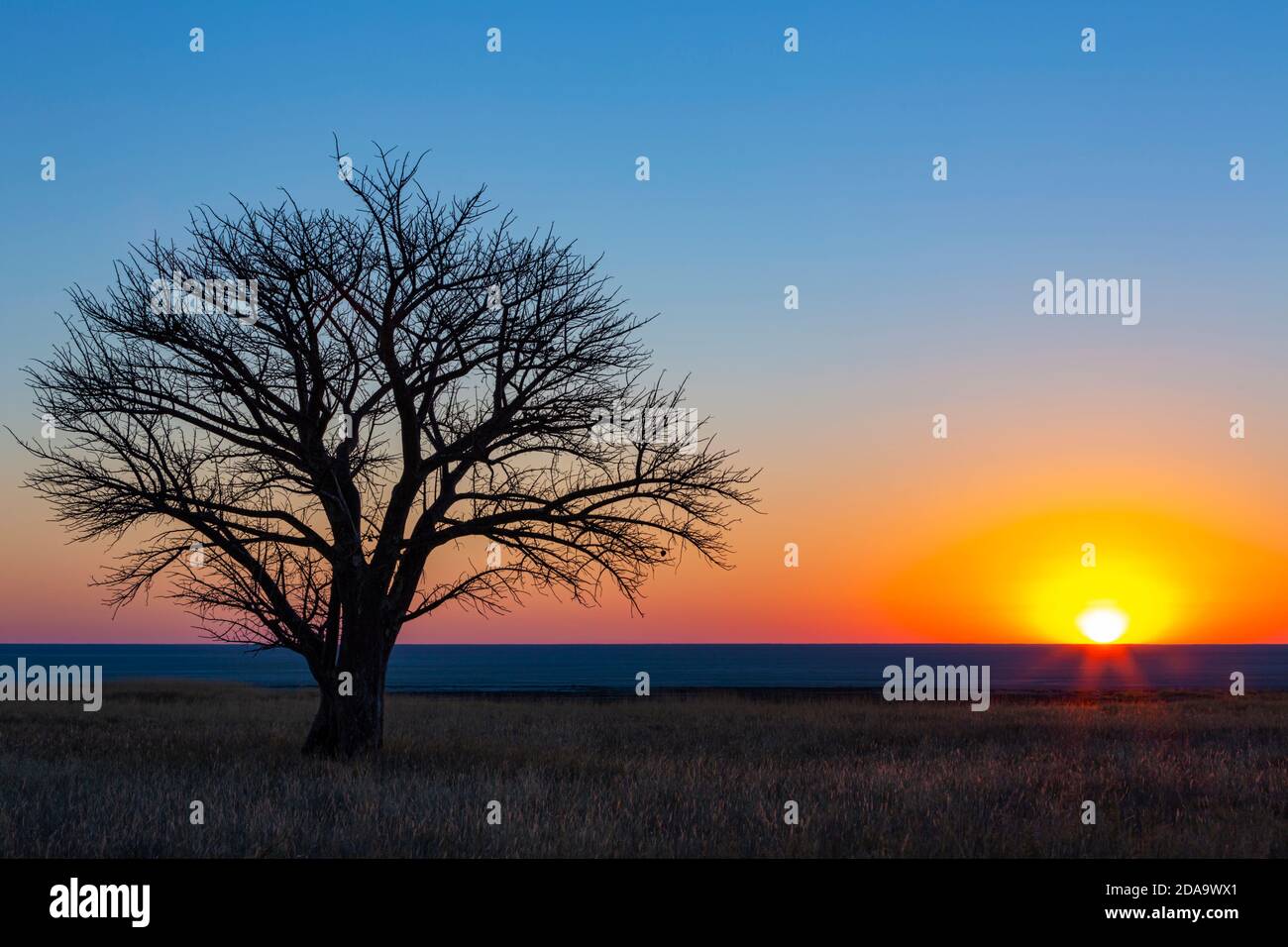 Lone albero al tramonto sulla padella Foto Stock