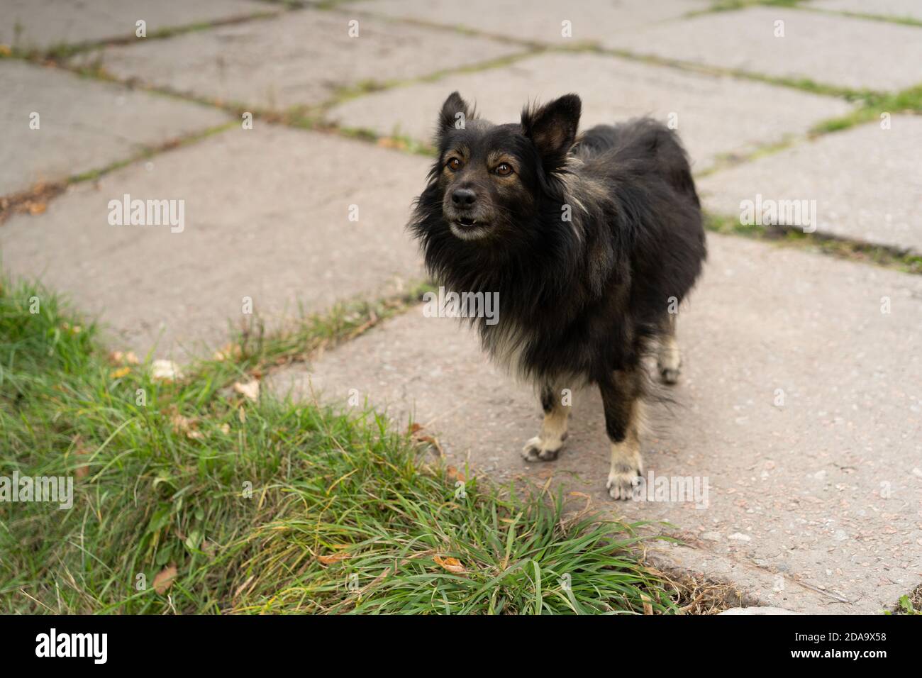 Mongrel senza tetto si erge da solo sul marciapiede. Il cane nero shaggy guarda la macchina fotografica in modo incredulo Foto Stock