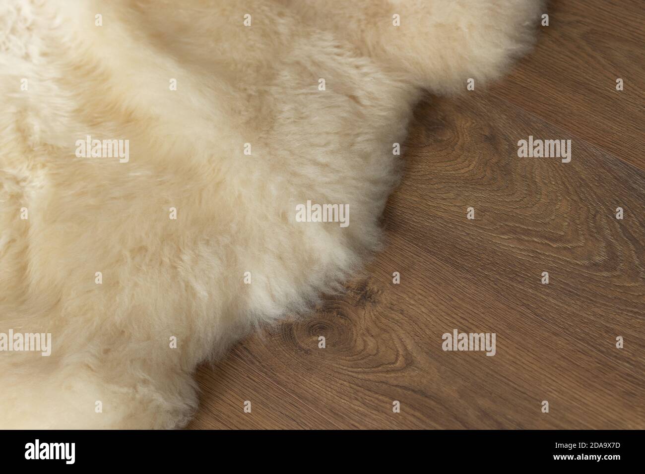 lana di pecora soffiata su pavimento in laminato di legno Foto Stock