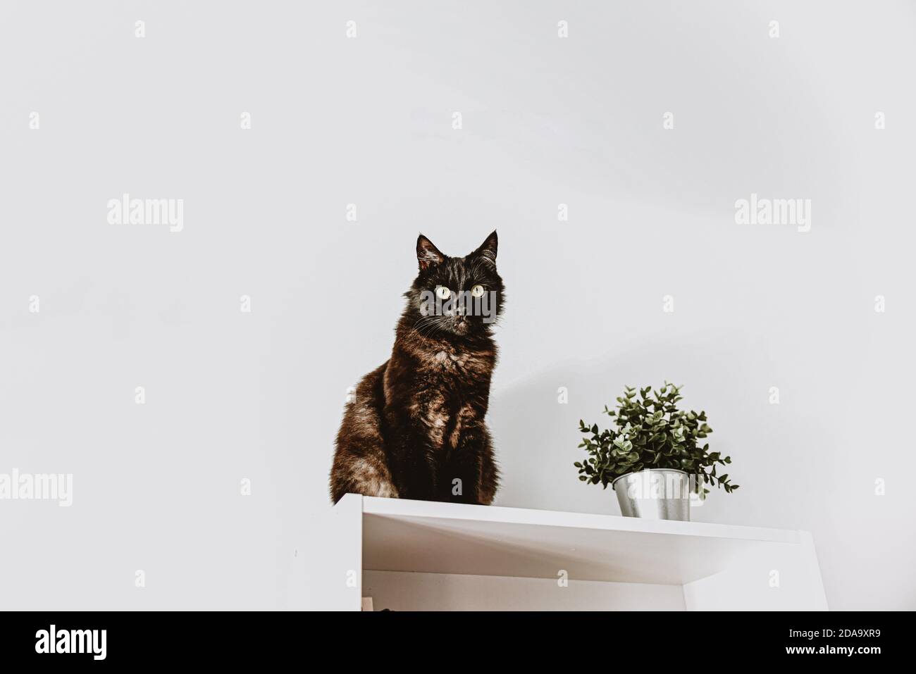 un gatto nero adulto si siede su un armadio bianco. fiore artificiale verde in un secchio Foto Stock
