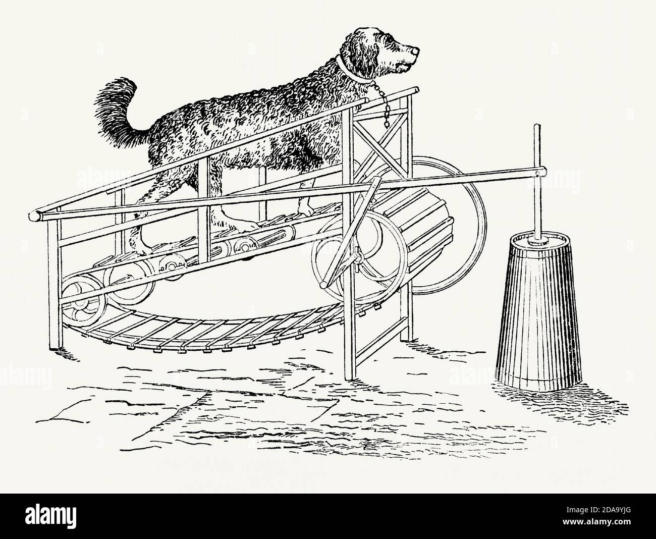 Una vecchia incisione di macchinari alimentati da un cane. E 'da un libro di ingegneria meccanica vittoriana del 1880. Il cane illustrato sta correndo su una cinghia o un tapis roulant e sta guidando un ‘dasher’ in una zanghetta di latte o burro (a destra). Un motore animale è una macchina alimentata da un animale. Cavalli, asini, buoi, cani e umani sono stati tutti utilizzati in questo modo. I cani sono stati usati spesso all'interno delle case. In una cucina un cane (un ‘cane turnspit’ che corre all’interno di una grande ruota di criceto, costretto a muoversi da un pezzo di carbone caldo) potrebbe alimentare uno spiedo rotante mediante un meccanismo a catena. Foto Stock