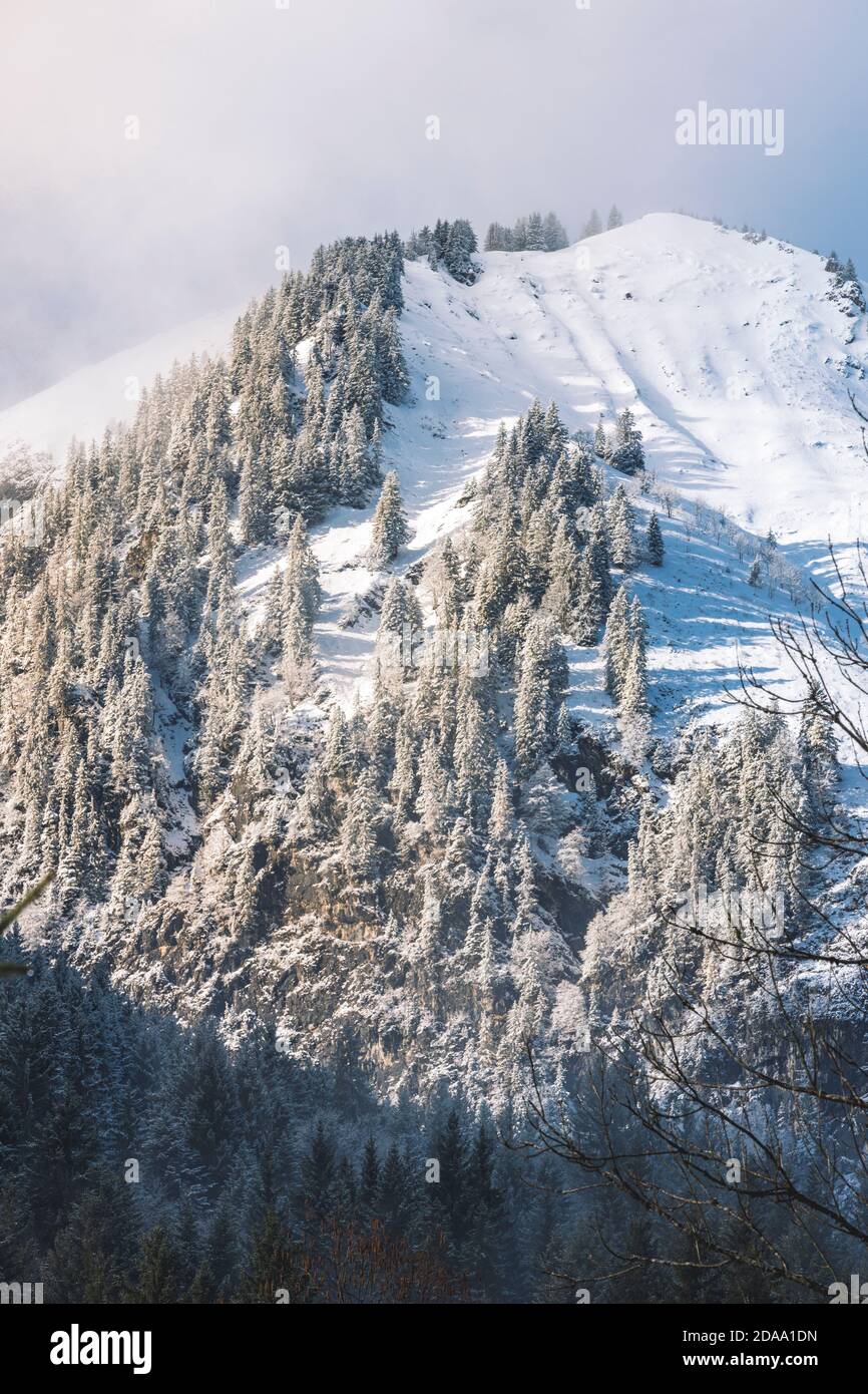 Vista sulle Alpi francesi con alberi di pino Foto Stock