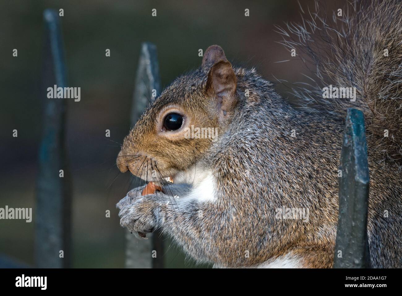 Scoiattolo grigio selvaggio orientale (Sciurus carolinensis) arroccato su una recinzione, mangiando noci Foto Stock