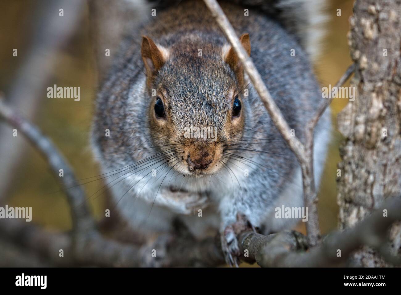 Scoiattolo grigio selvaggio grande grasso orientale (Sciurus carolinensis) appollaiato su un albero all'ombra, avvicinandosi alla telecamera con cautela Foto Stock