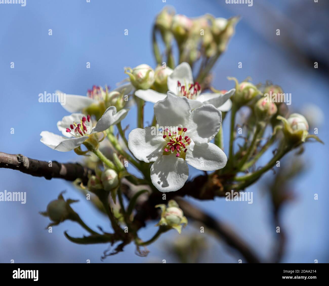 Pera, Kampervenus, boccioli di fiori Foto Stock