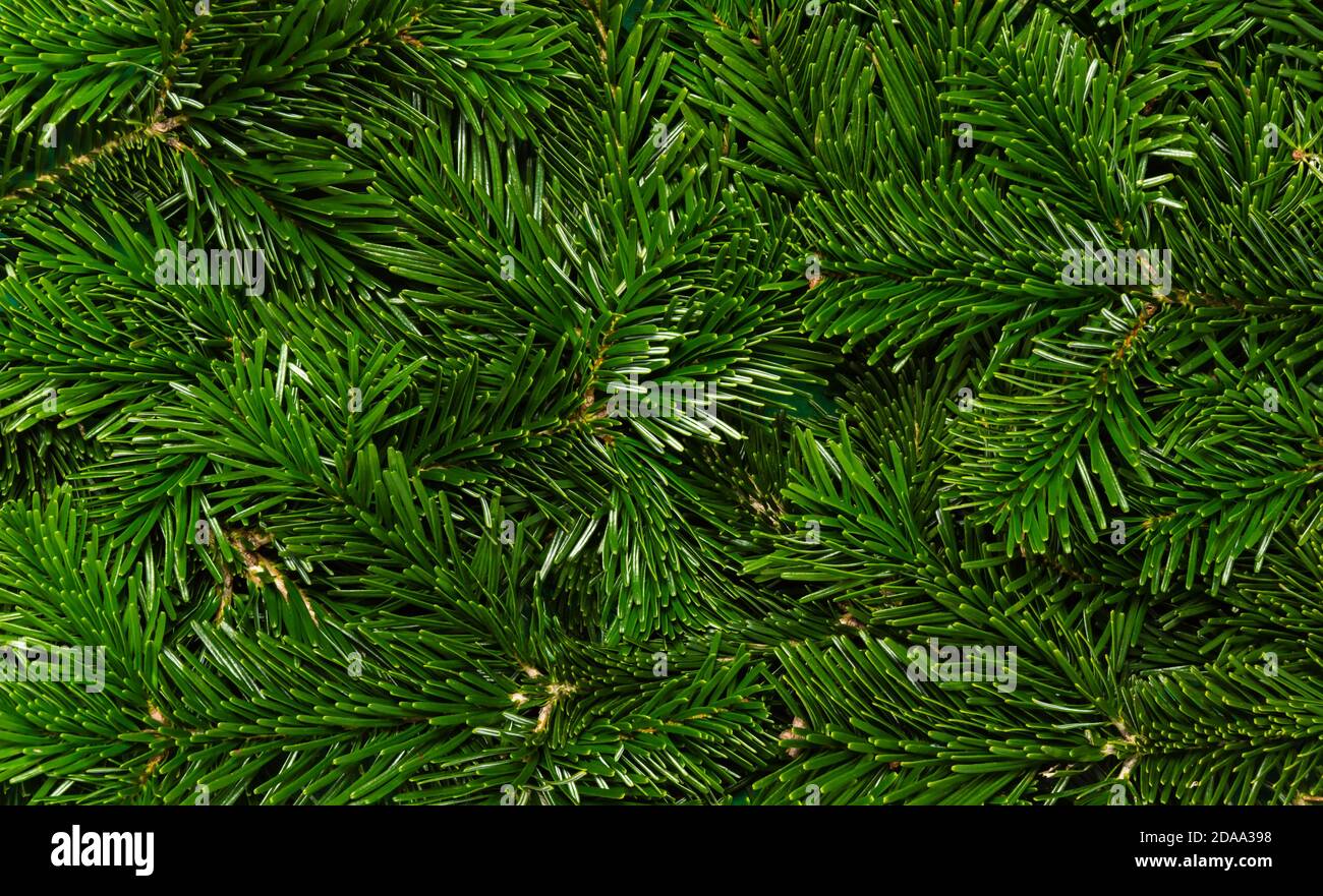 Albero di Natale sfondo. Struttura di rami verdi di abete Nordmann, primo piano. Inverno naturale e scenario di vacanza. Foto Stock