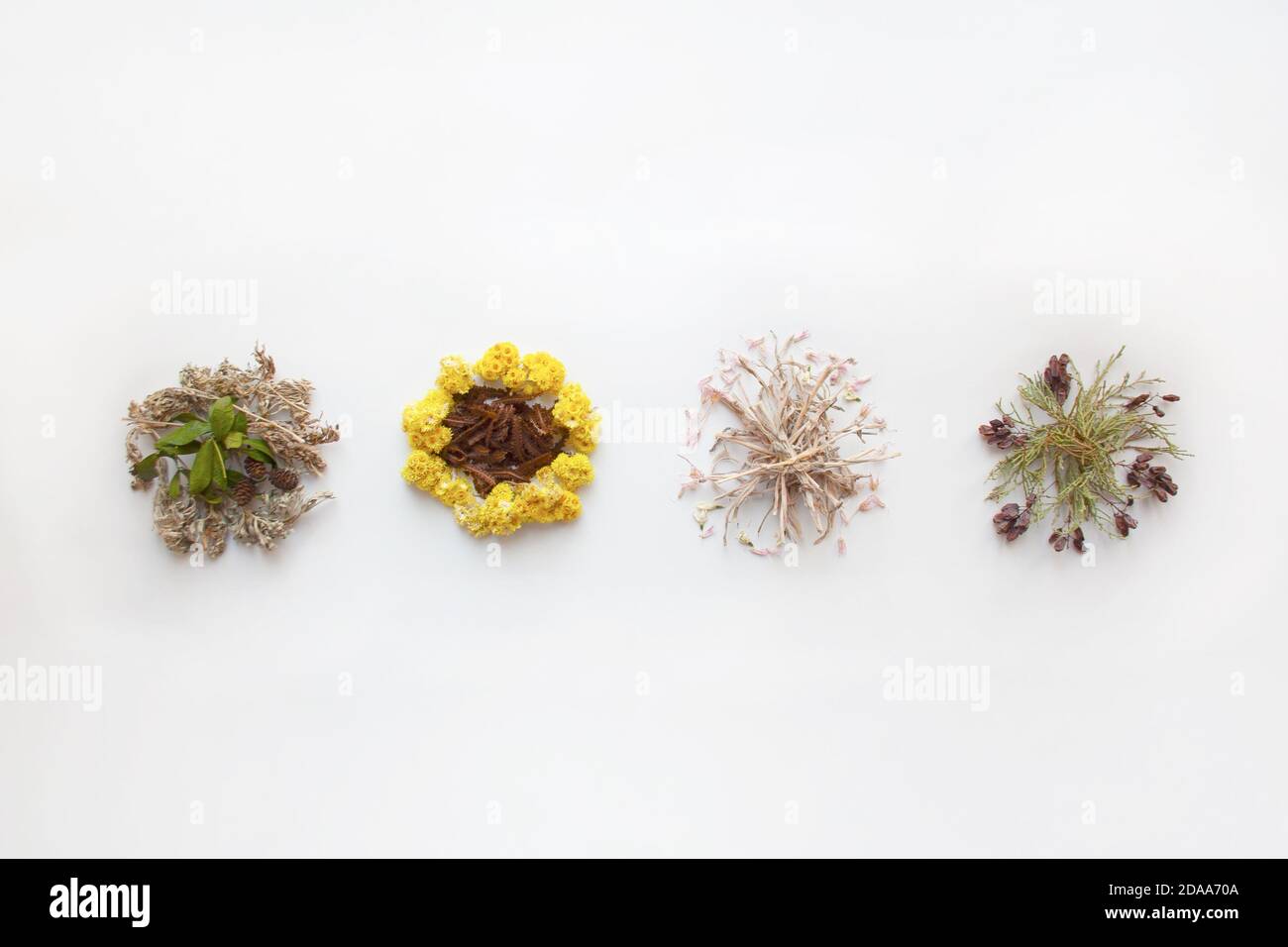 Esemplari di piante conservate composizione di erbario isolato su sfondo bianco Foto Stock