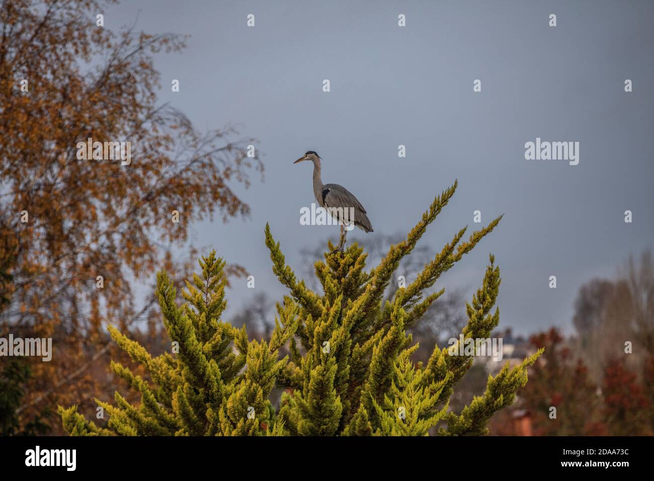 Londra, Regno Unito. 11 Nov 2020. Un Heron a lunghe zampe si trova sulla cima di un albero di felce a Londra, non normalmente associato con la vita della città gode la vista attraverso le cime degli alberi tra i colori autunnali. 11 Novembre 2020, Londra, Inghilterra, Regno Unito Credit: Clickpics/Alamy Live News Foto Stock