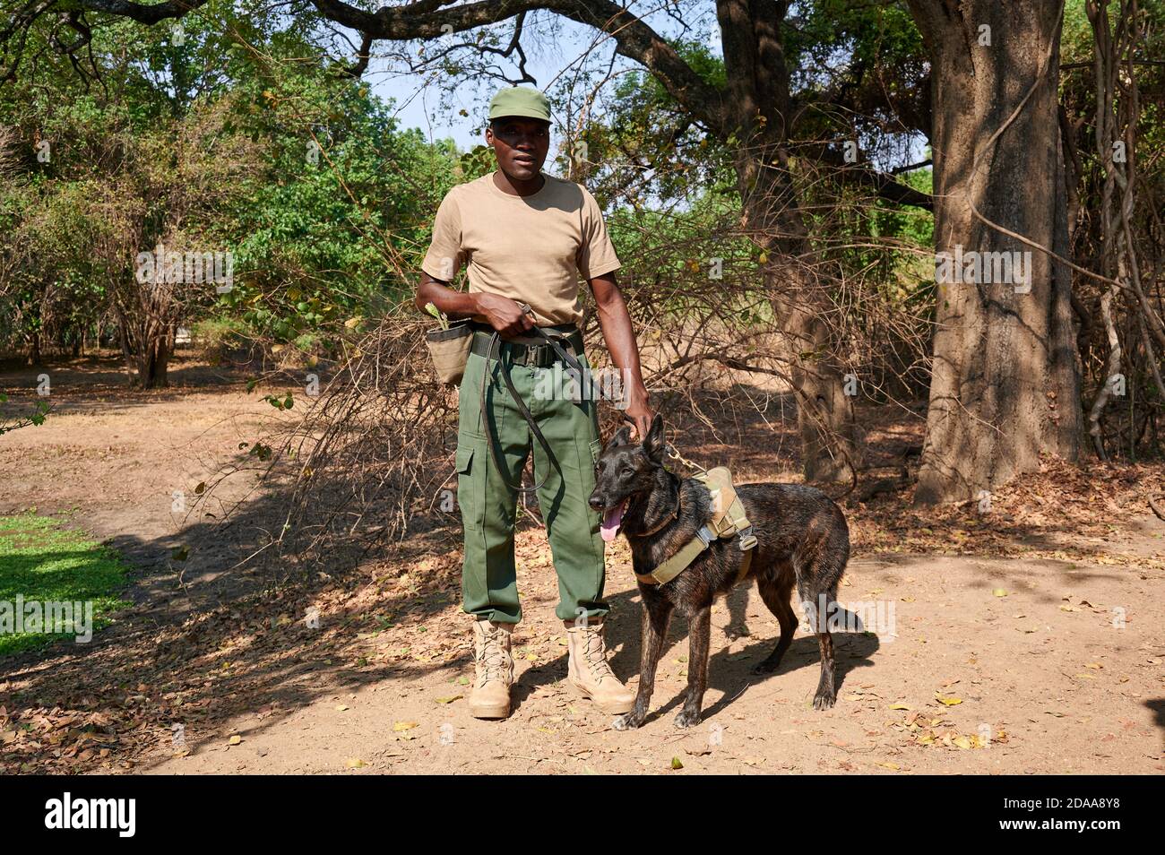 Dimostrazione di conservazione Sud Luangwa con cani anti-bracconaggio, K9 Detection Dogs Unit, South Luangwa National Park, Mfuwe, Zambia, Africa Foto Stock