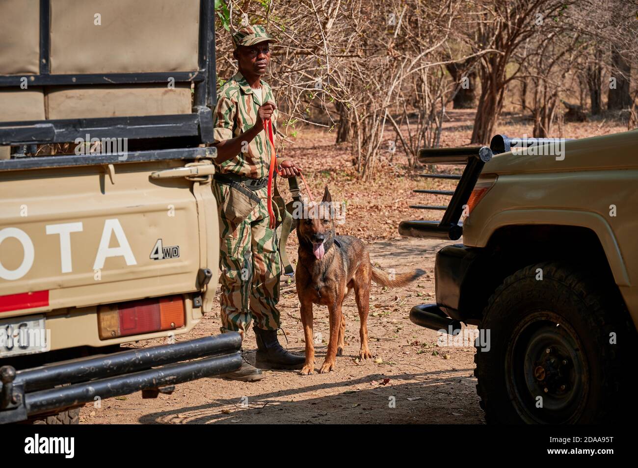 Dimostrazione di conservazione Sud Luangwa con cani anti-bracconaggio, K9 Detection Dogs Unit, South Luangwa National Park, Mfuwe, Zambia, Africa Foto Stock
