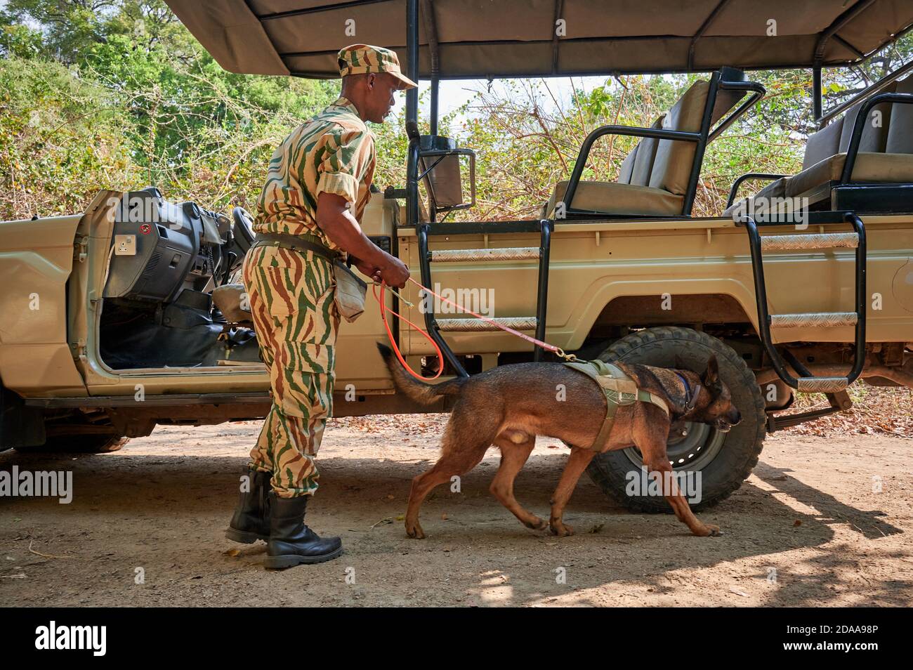 Dimostrazione di conservazione Sud Luangwa con cani anti-bracconaggio, K9 Detection Dogs Unit, South Luangwa National Park, Mfuwe, Zambia, Africa Foto Stock