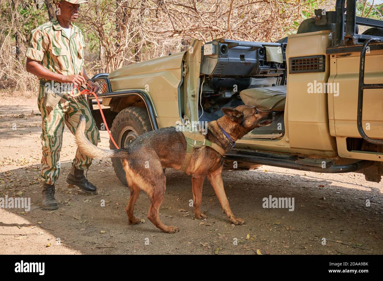 Dimostrazione di conservazione Sud Luangwa con cani anti-bracconaggio, K9 Detection Dogs Unit, South Luangwa National Park, Mfuwe, Zambia, Africa Foto Stock