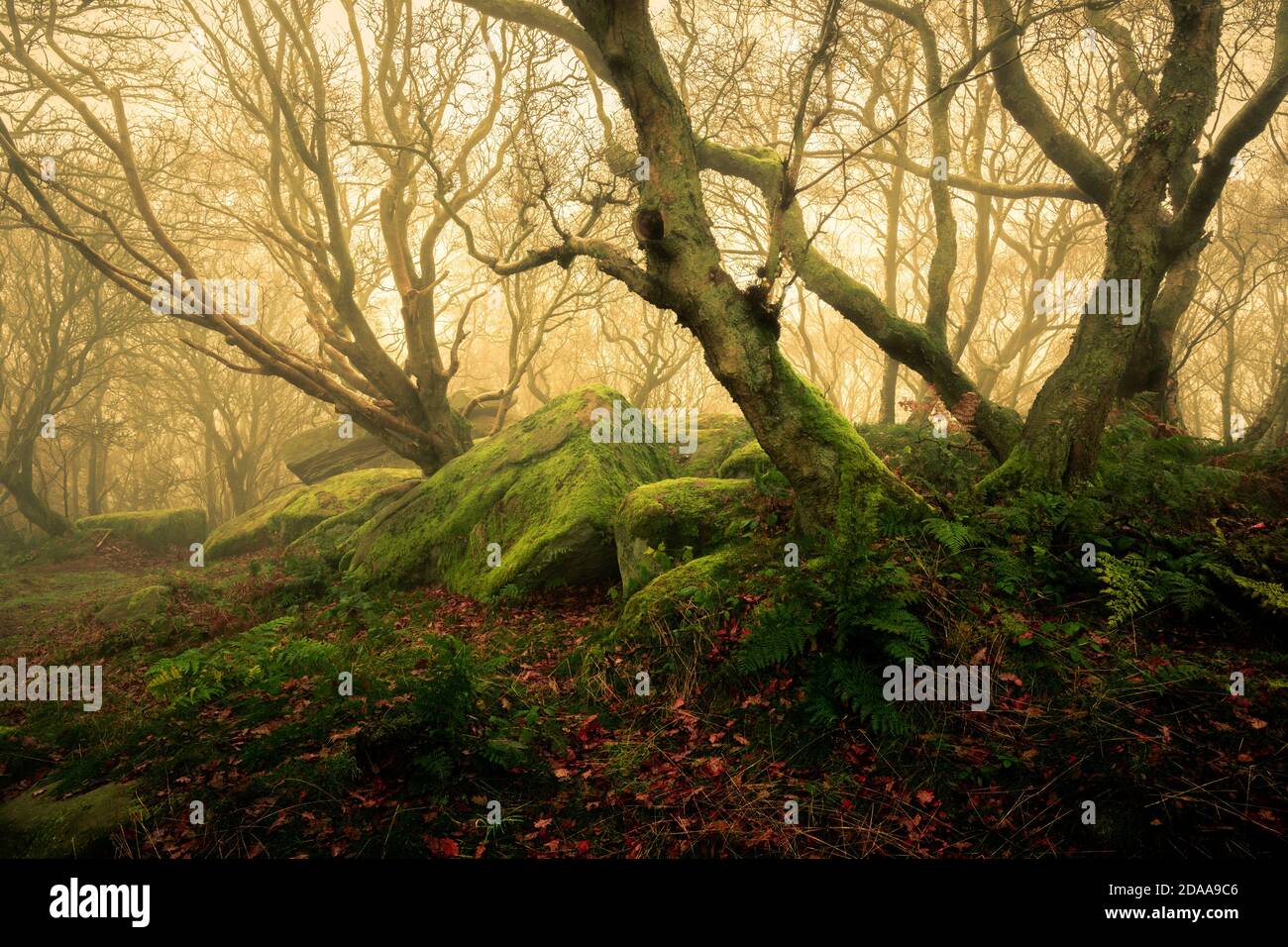 Un bosco a Brimham Rocks, North Yorkshire Foto Stock