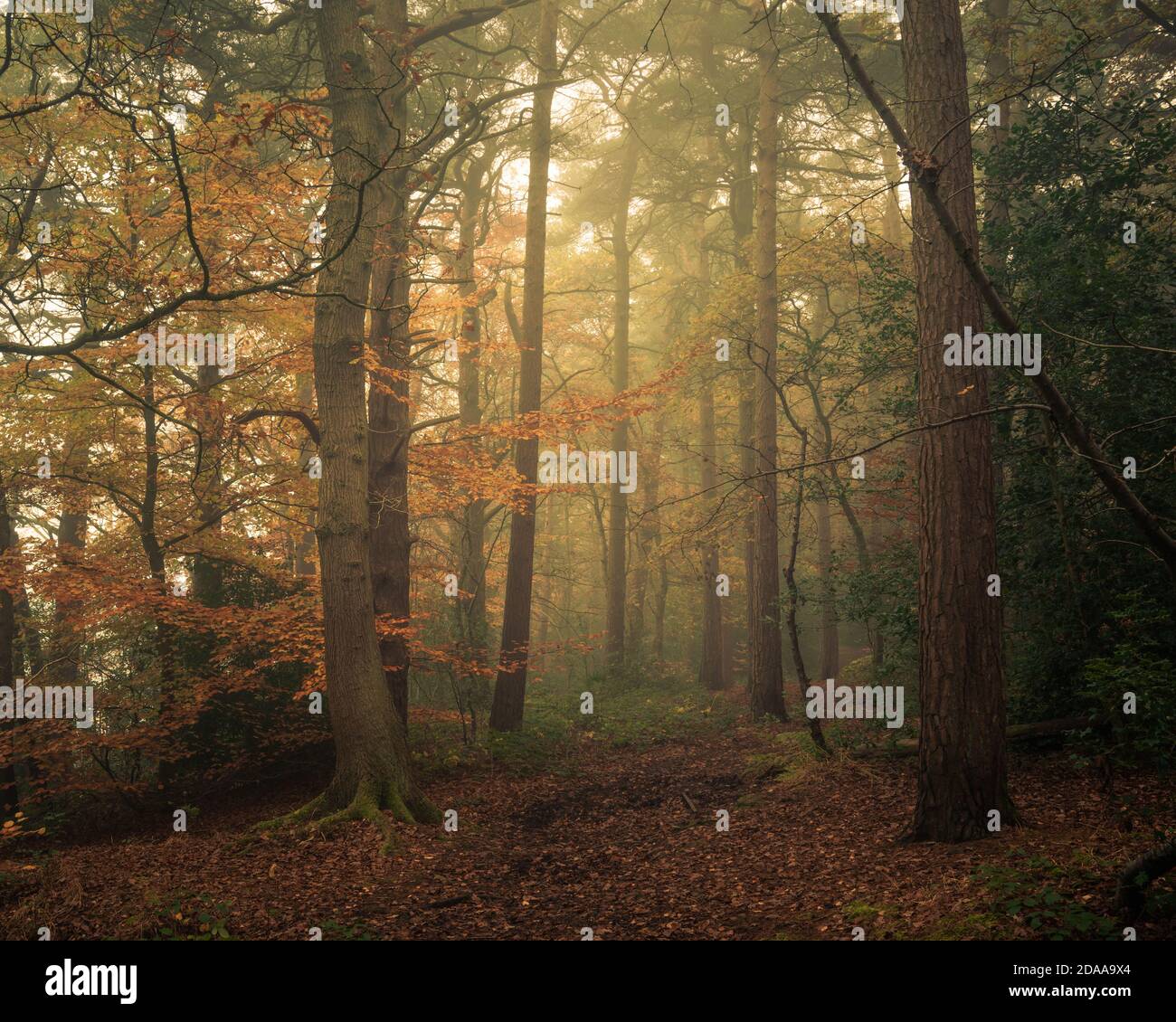 Colori autunnali e nebbia nel bosco, Harrogate, North Yorkshire Foto Stock