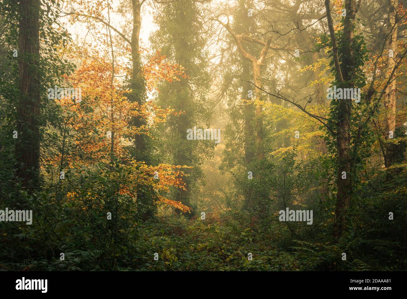 Boschi autunnali, Pinewoods, Harrogate, North Yorkshire Foto Stock