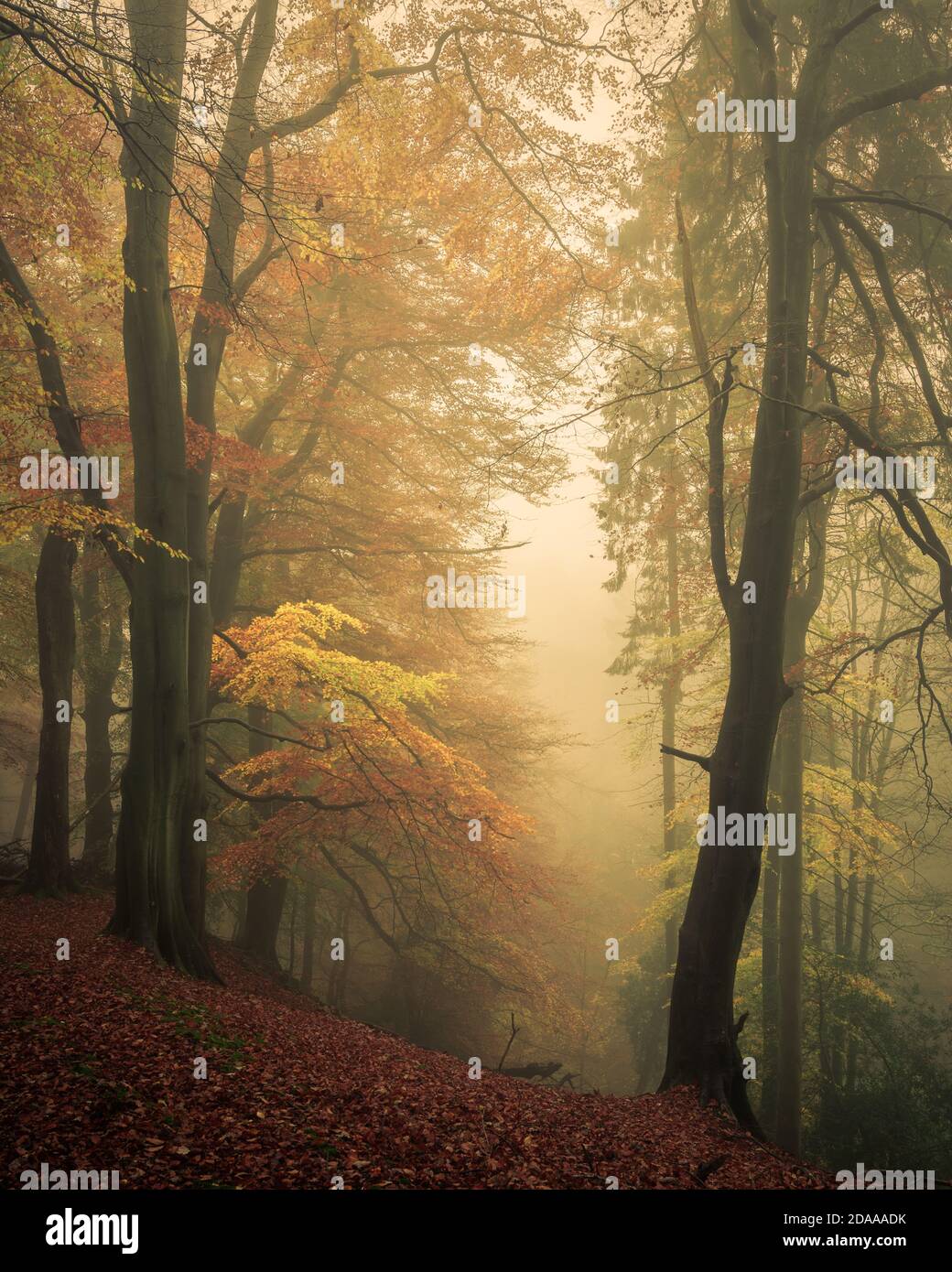 Faggio a Mist, Strikes Wood, Nidderdale, North Yorkshire Foto Stock