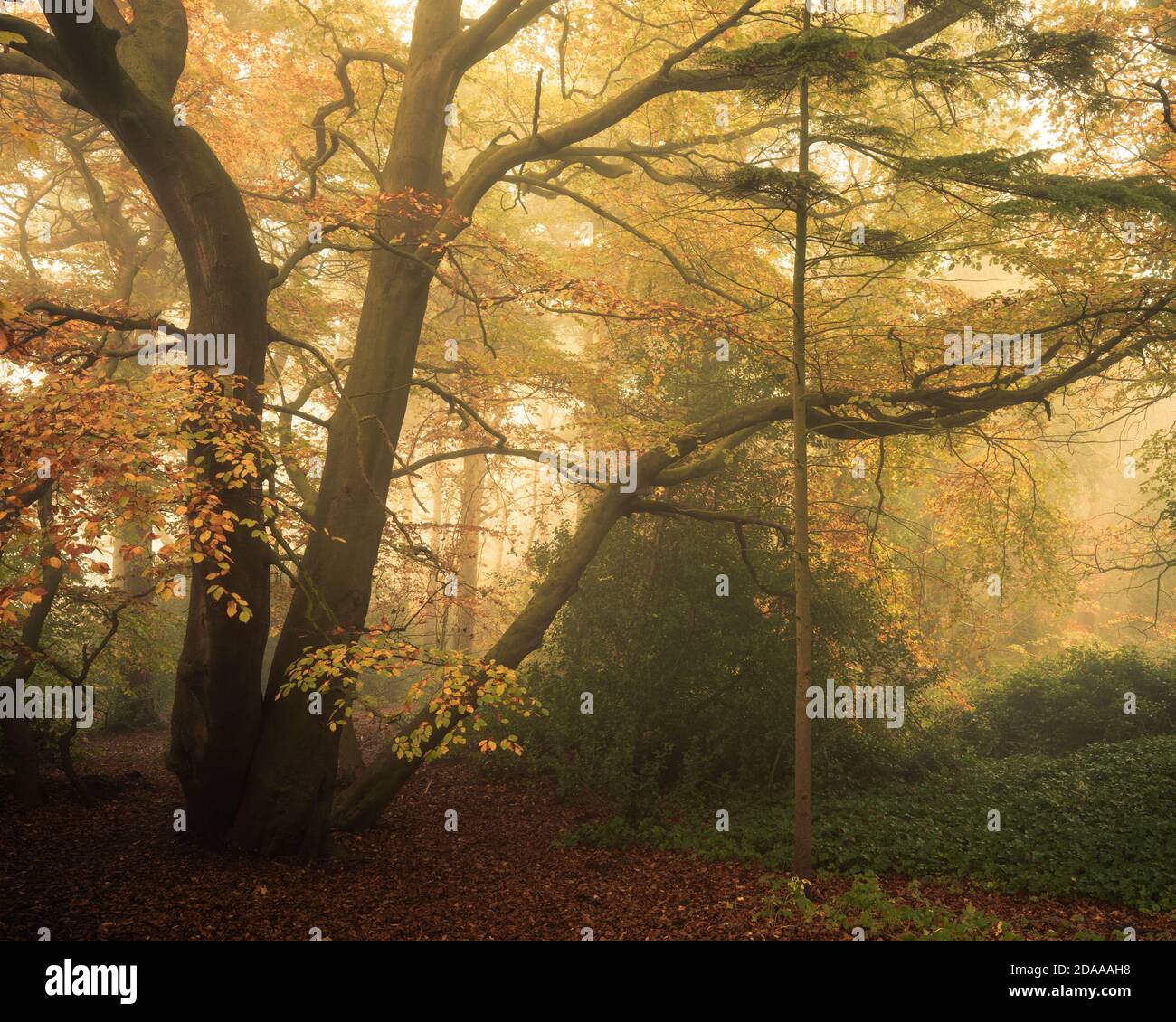 Eech albero e nebbia in Harrogate Pinewoods, North Yorkshire Foto Stock