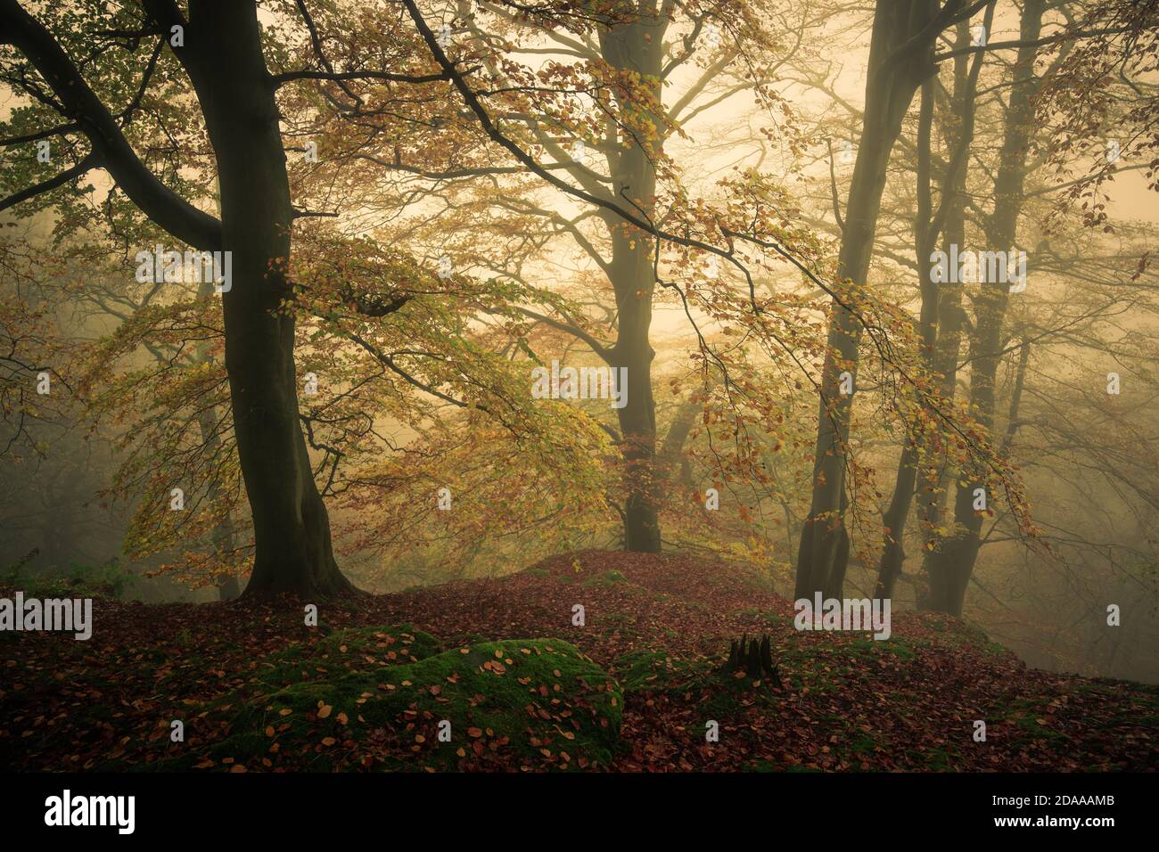 Alberi di faggio in Strikes Wood, Nidderdale, North Yorkshire Foto Stock
