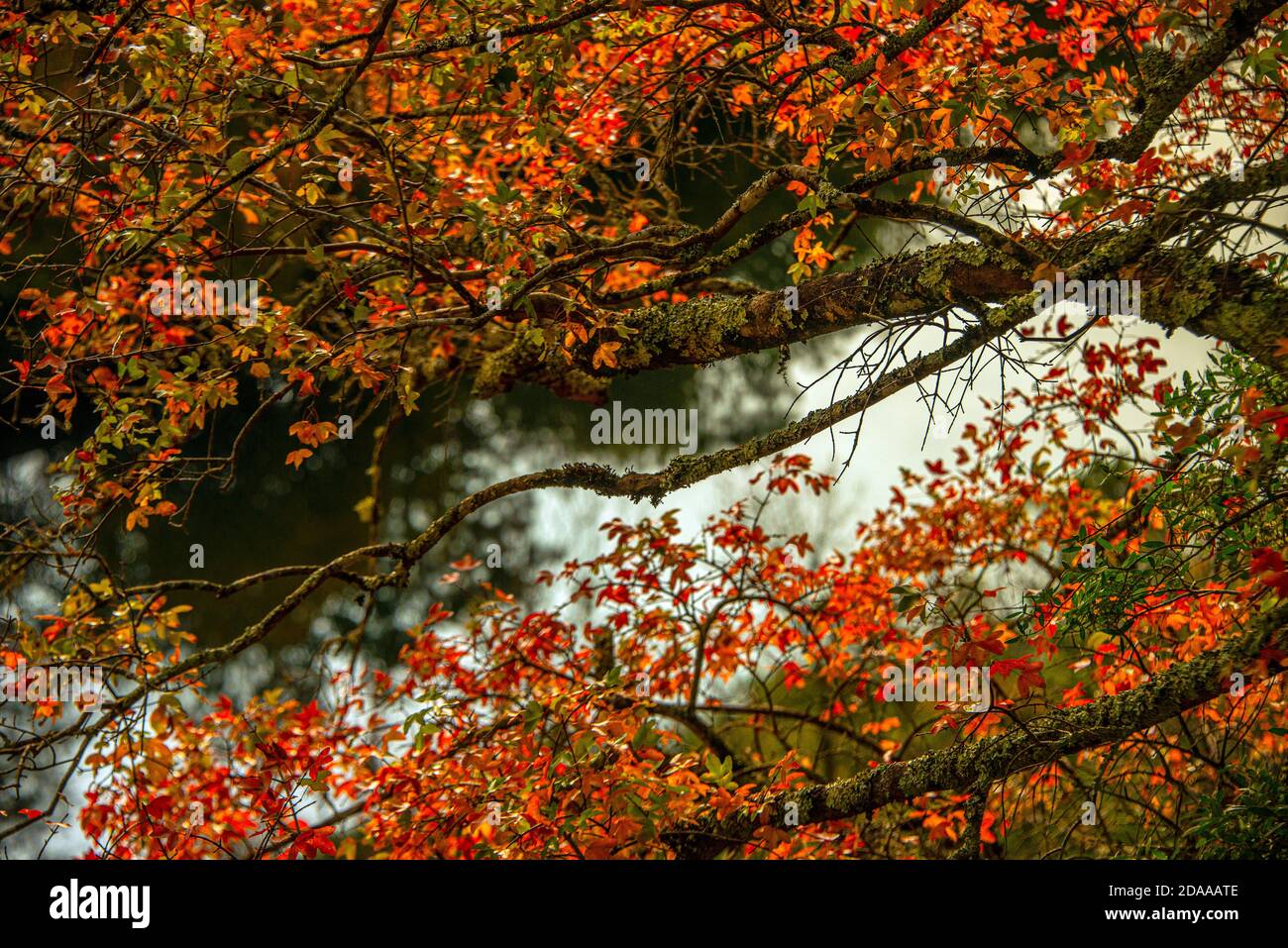 Primo piano cornice del fogliame autunnale nel sud della Francia. Foto Stock