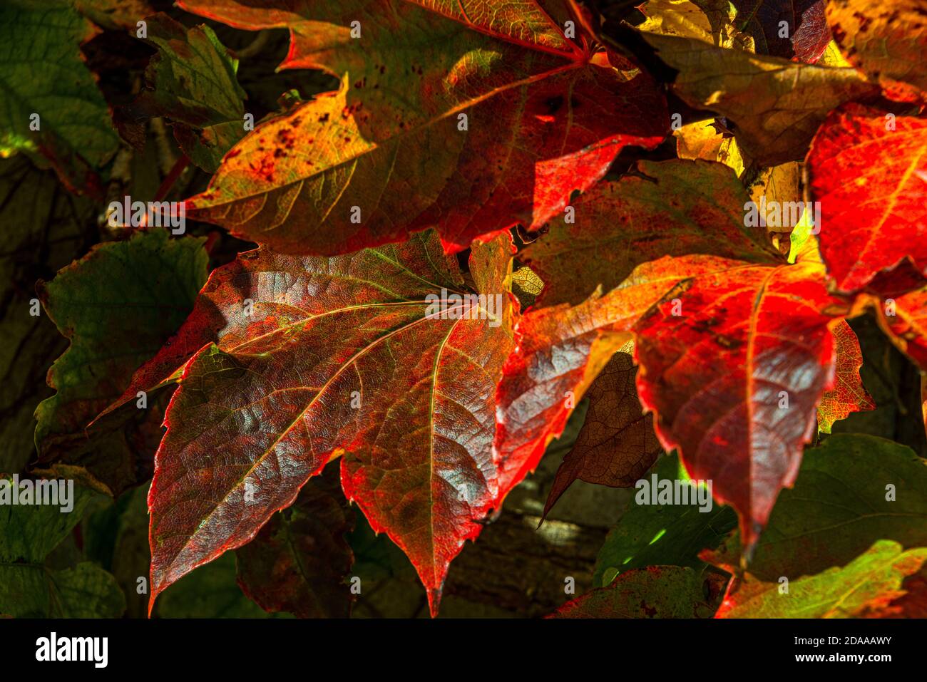 Primo piano cornice del fogliame autunnale nel sud della Francia. Foto Stock