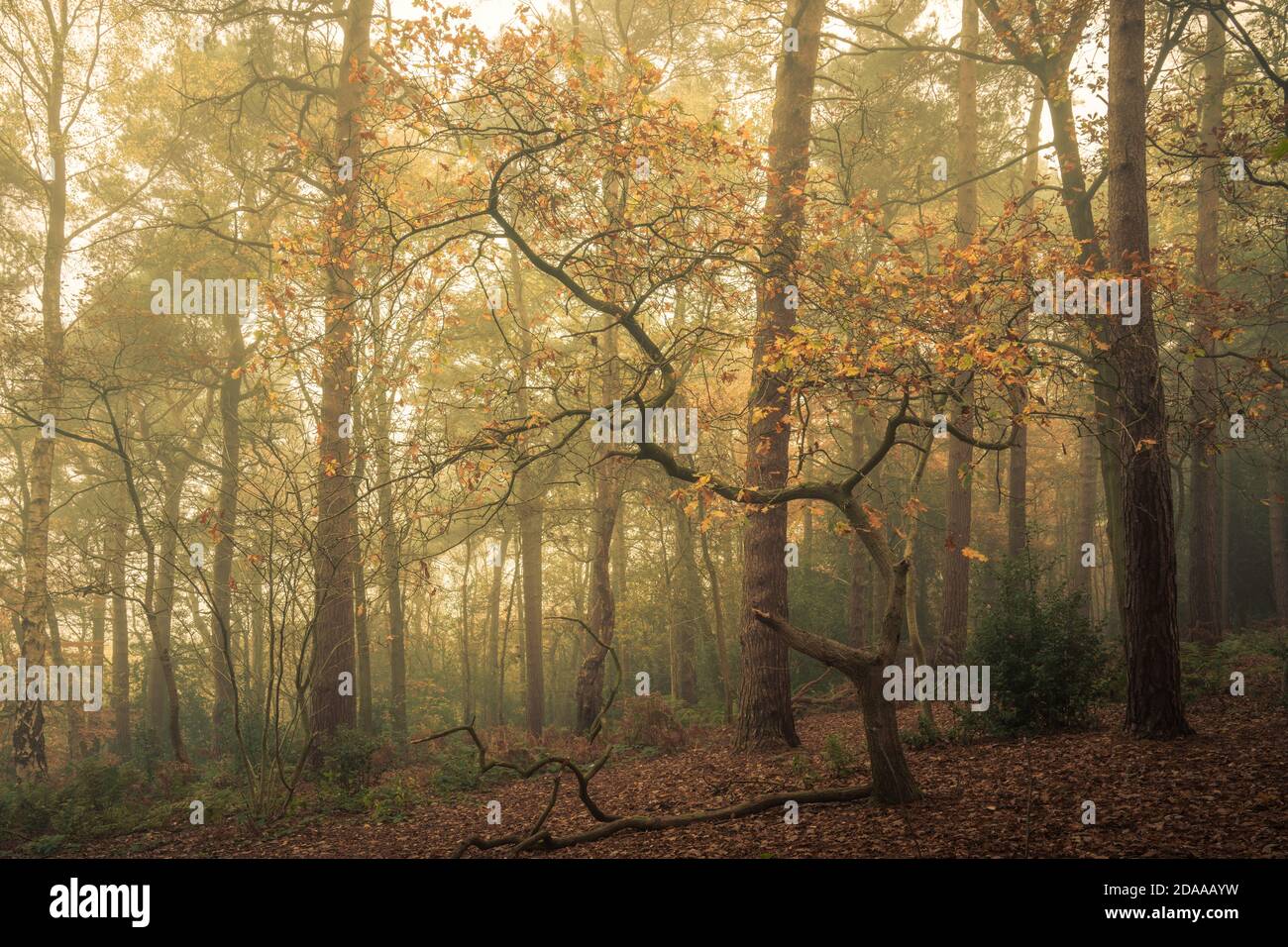 Nebbia e boschi autunnali, Harrogate, North Yorkshire Foto Stock