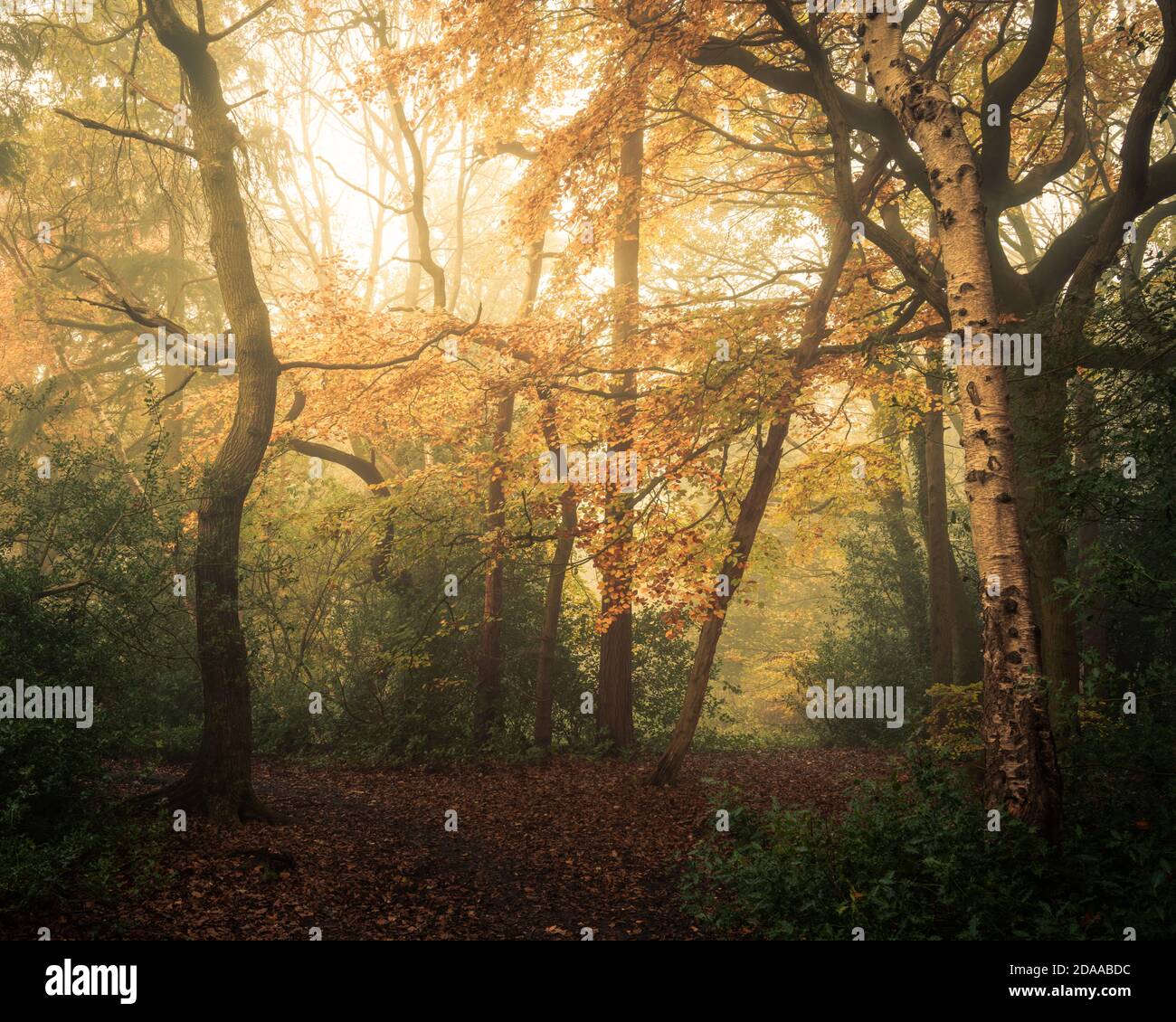 Nebbia in autunno, Pinewoods, Harrogate, North Yorkshire Foto Stock