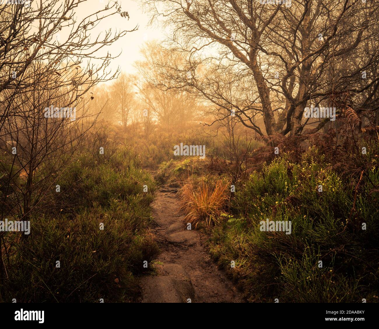 Misty Scene a Bromham Rocks, North Yorkshire Foto Stock