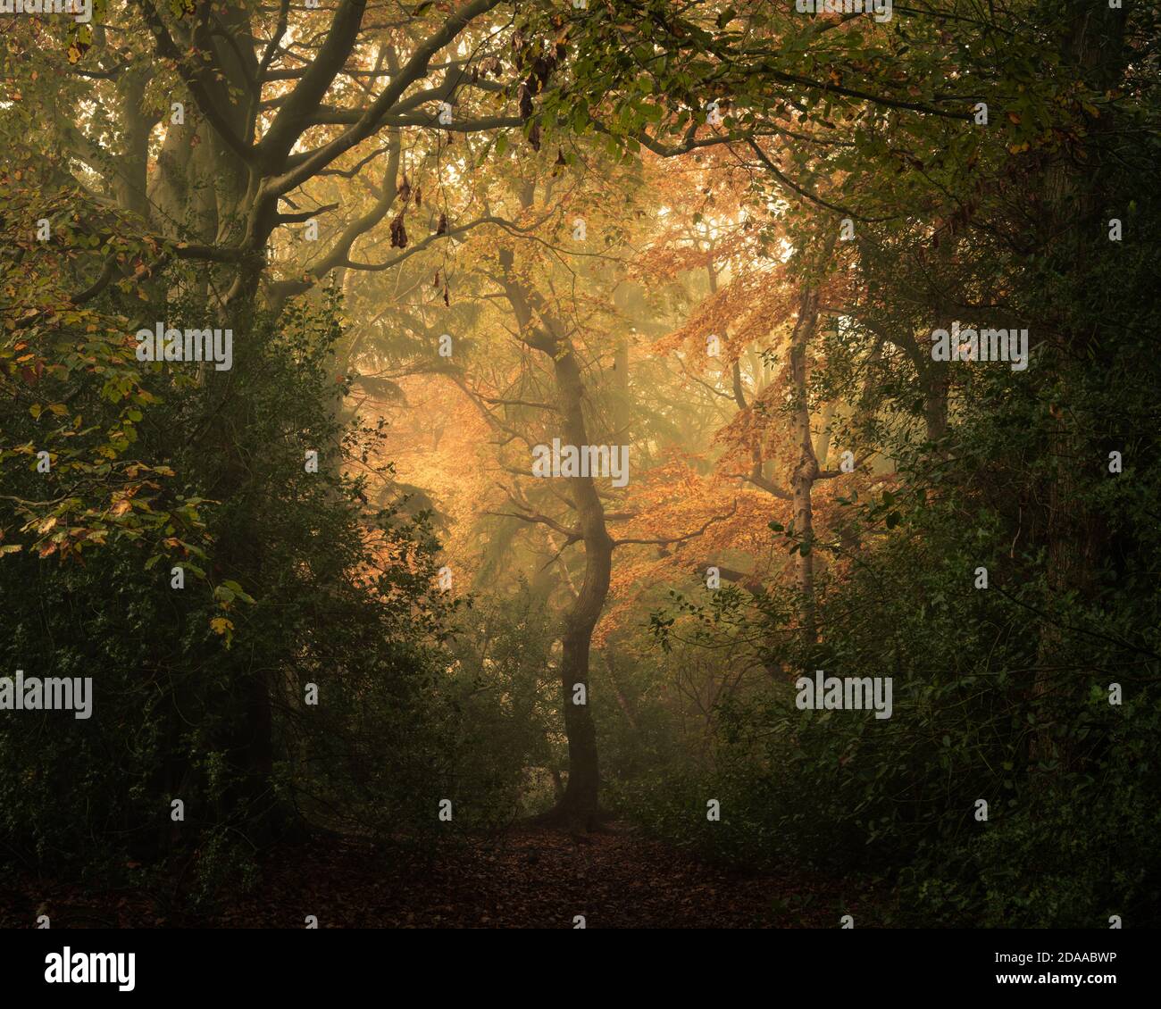Quercia in autunno nel Pinewoods, Harrogate, North Yorkshire Foto Stock