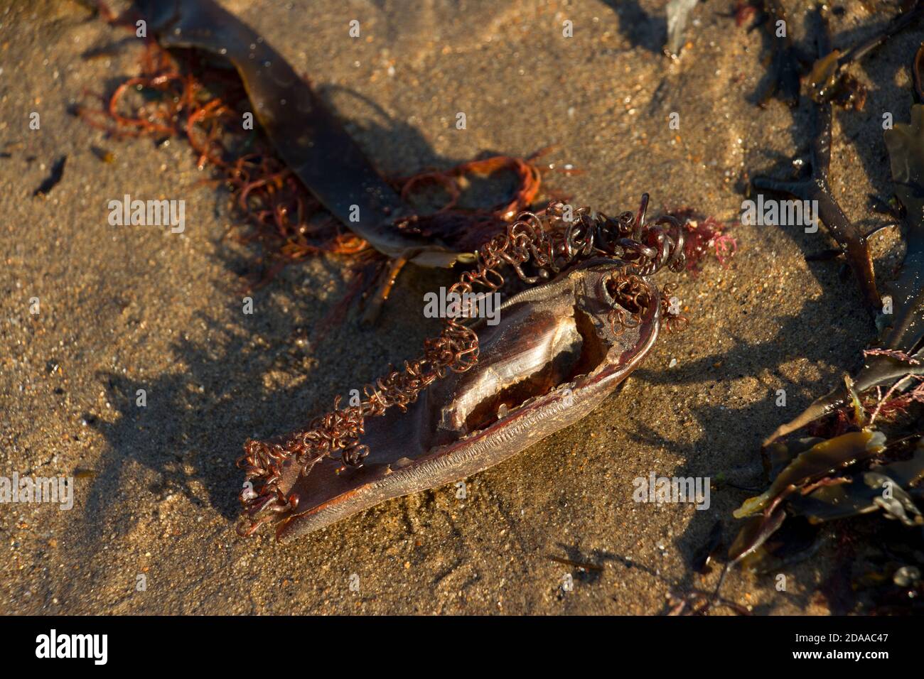 Il caso dell'uovo di un catsqualo o Dogfish macchiato viene spesso lavato a terra dopo le tempeste dopo che lo squalo giovane ha schiusa. Foto Stock