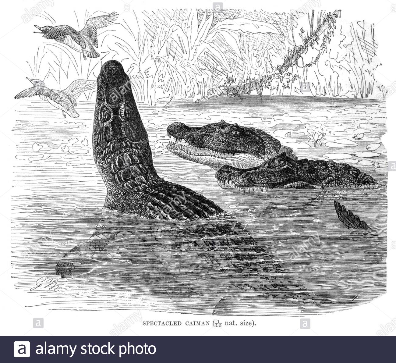 Caiman con spettacolo, illustrazione vintage del 1896 Foto Stock