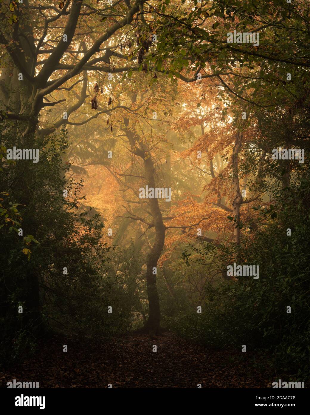 Querce nei Pinewoods, Harrogate Foto Stock