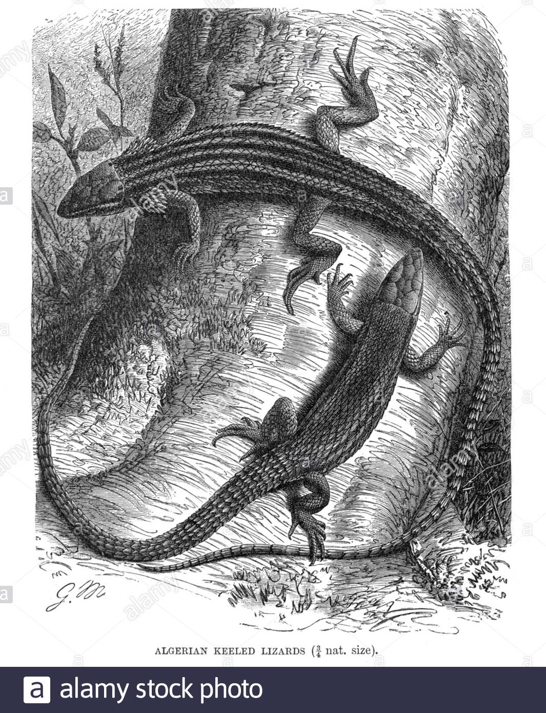 Algerino Keeled Lizard, illustrazione d'annata del 1896 Foto Stock