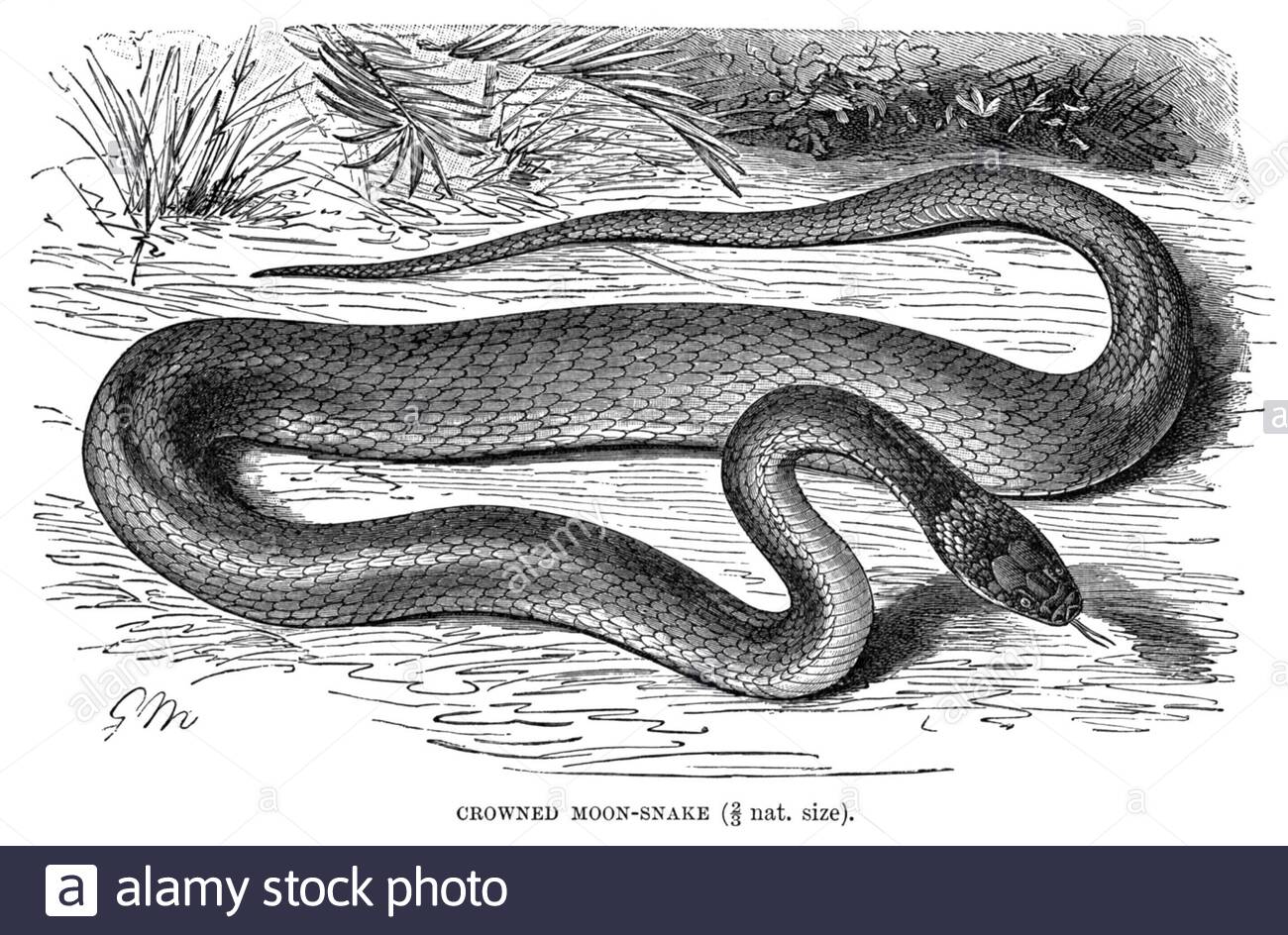Crowned Moon Snake, illustrazione d'epoca del 1896 Foto Stock