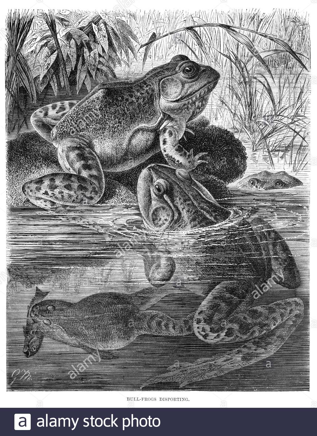 Bull Frog disporting, illustrazione d'epoca del 1896 Foto Stock
