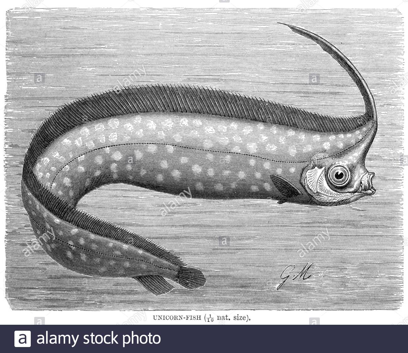 Unicorn Fish, illustrazione d'annata del 1896 Foto Stock