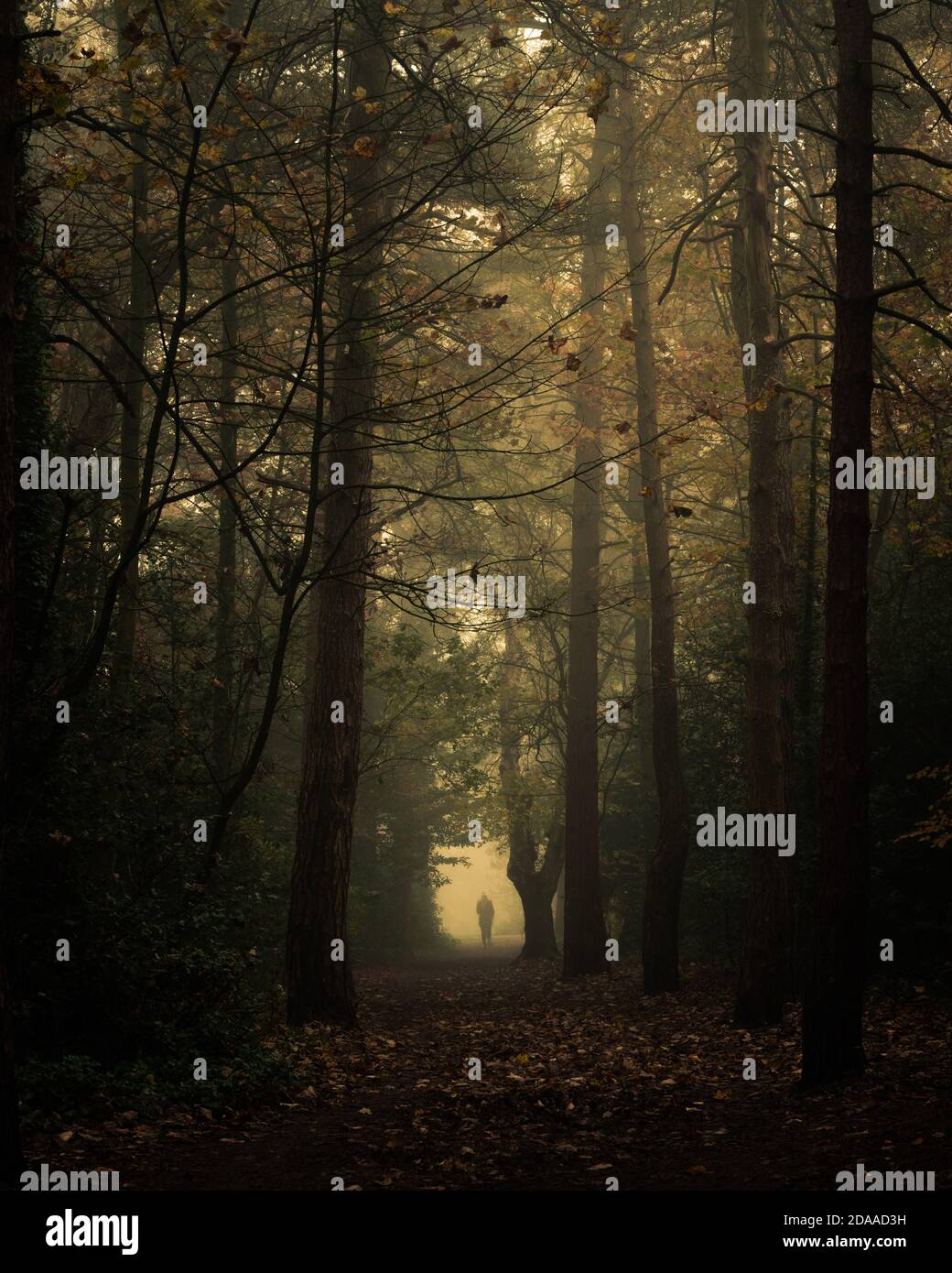 Persona che cammina in un bosco nebby, North Yorkshire Foto Stock