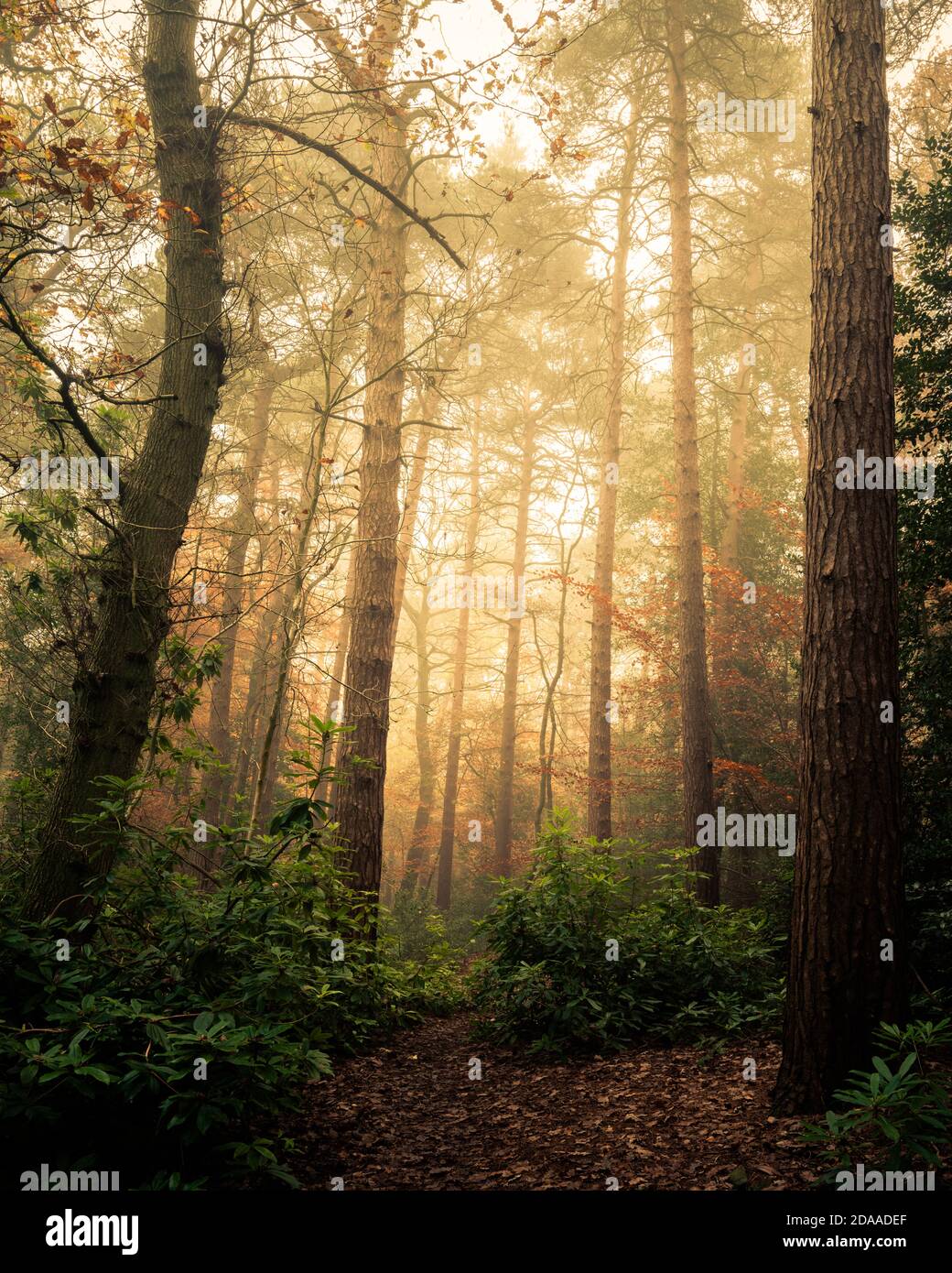 Pini nel Mist, Harrogate, North Yorkshire Foto Stock