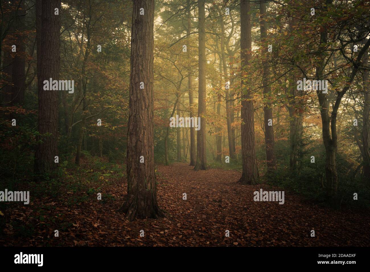 Pini in un bosco di Misty, Harrogate, North Yorkshire Foto Stock
