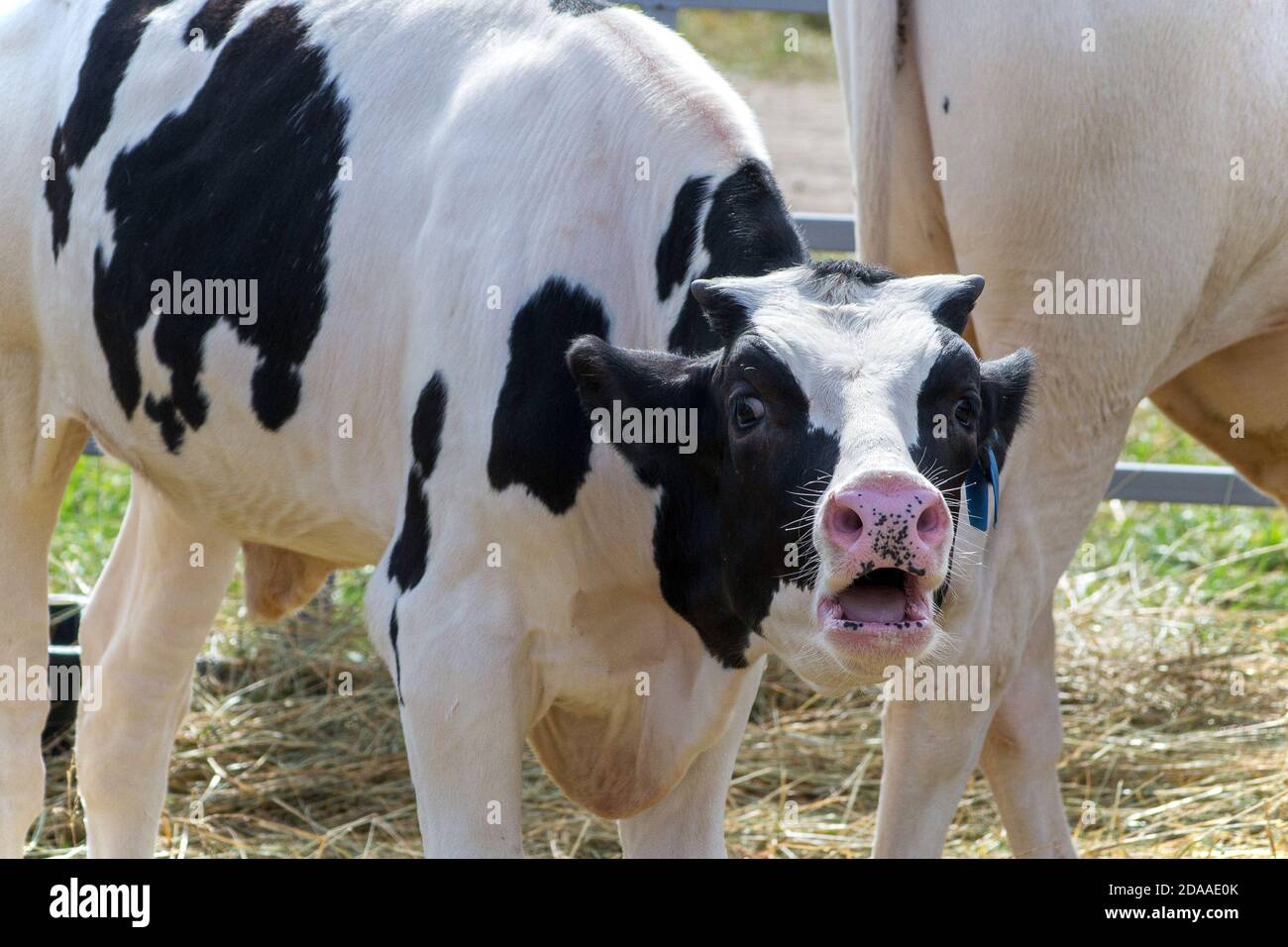 Bianco con macchie nere che ammolano il polpaccio Foto Stock