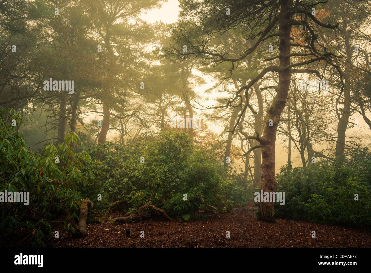 Pino scozzese nel Mist, Harrogate, North Yorkshire Foto Stock