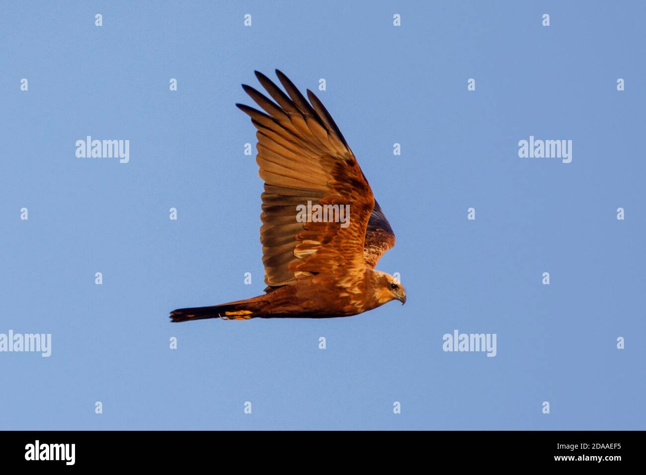 Marsh harrier (Circus aeruginosus) uccello di preda, Sussex, Regno Unito Foto Stock