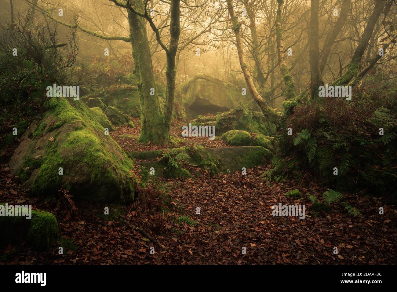 The Woodland at Brinham Rocks, North Yorkshire Foto Stock